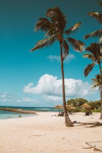 A tropical beach with tall palm trees, a clear blue sky, and a few people enjoying the sun and water provides a serene escape reminiscent of the tranquil settings often found near holistic alcohol treatment centers.