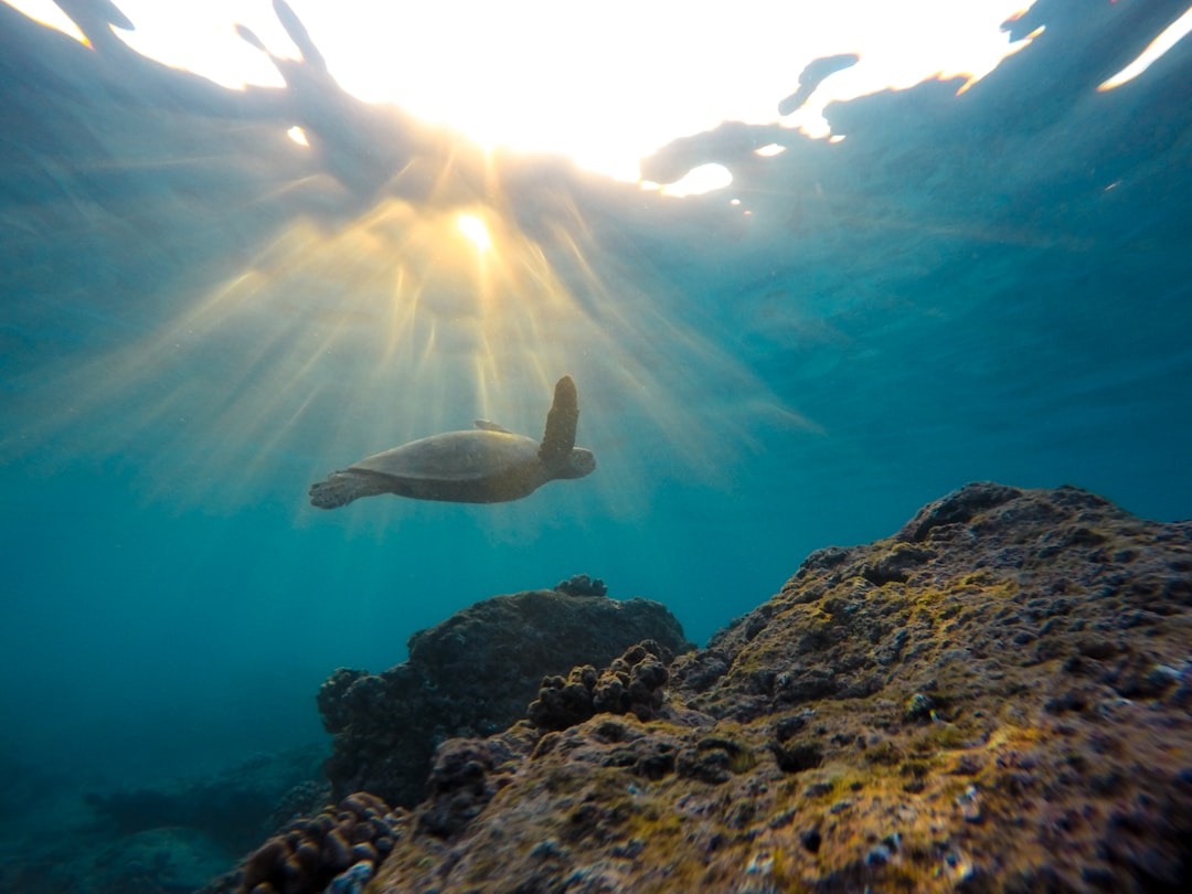 Neurofeedback Therapy In Hawaii